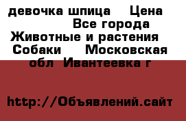 девочка шпица  › Цена ­ 40 000 - Все города Животные и растения » Собаки   . Московская обл.,Ивантеевка г.